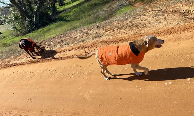 Orange carhartt dog outlet coat