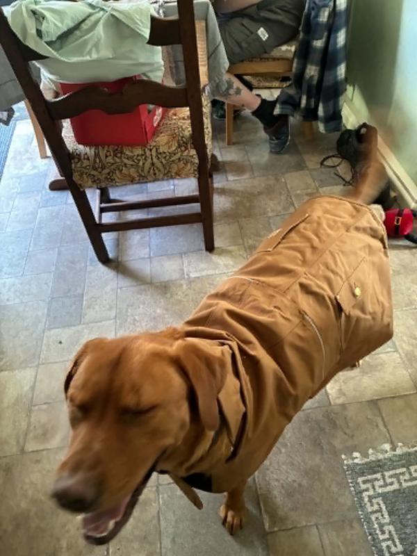 He's got the Carhartt coat, leash and I just shipped the collar to England, Red is turning heads lol