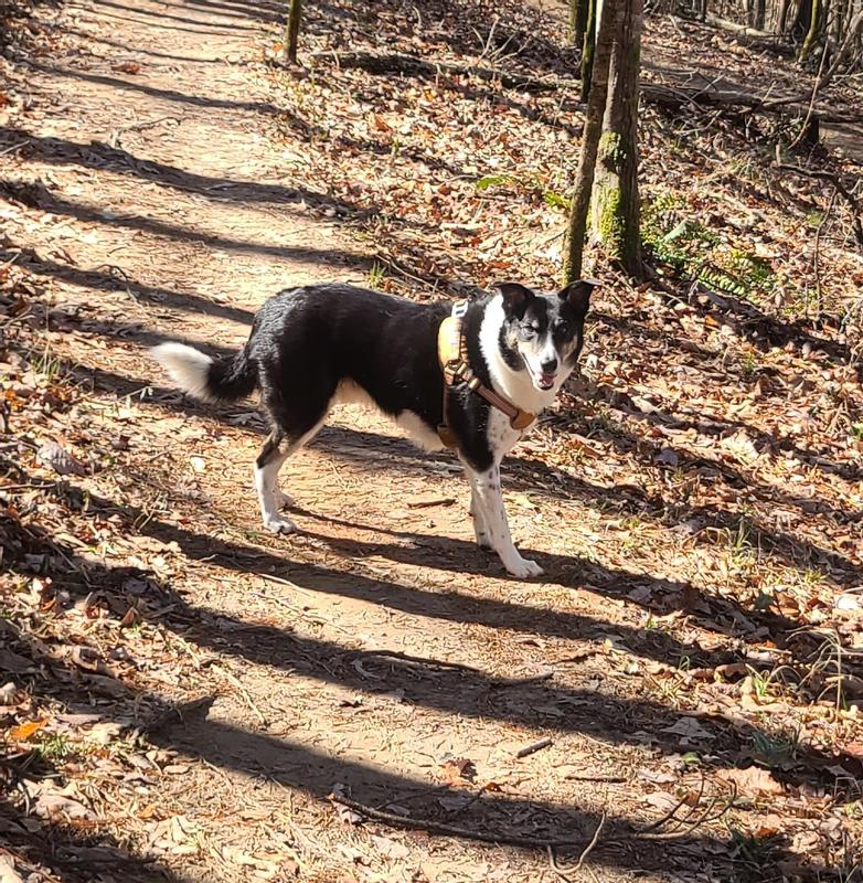 Carhartt 2024 walking harness