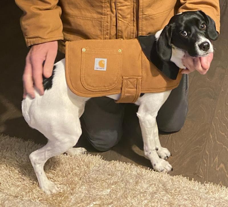 Carhartt dog coat large sales