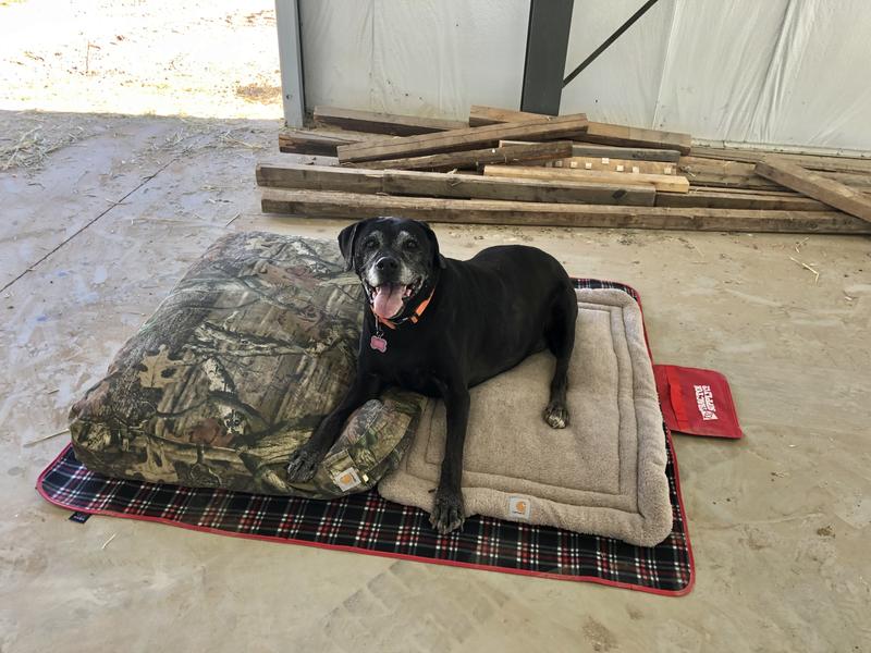 My old girl and her favorite bed & blanket