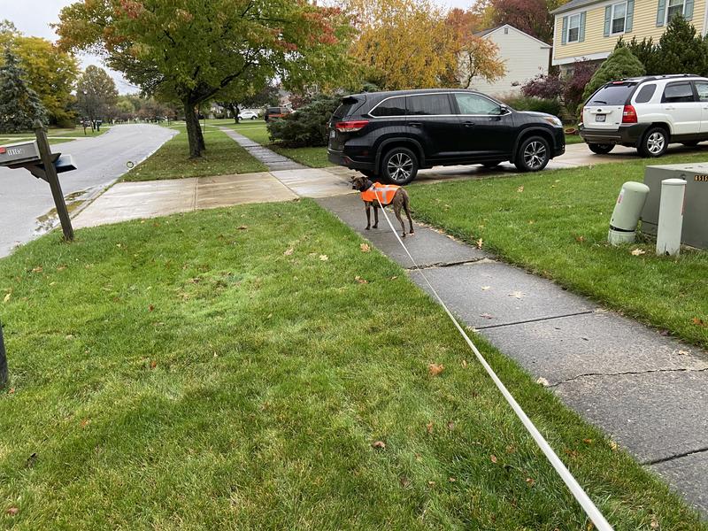Rebel the Dog in his Carhart High Visibility Coat!