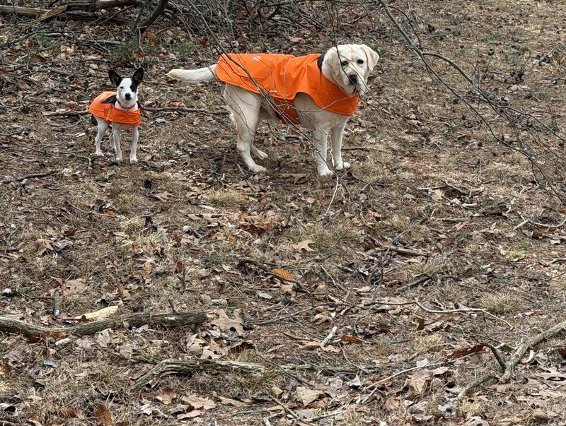 Tid and Sadie on morning Farm check. Squirrel chasing optional.