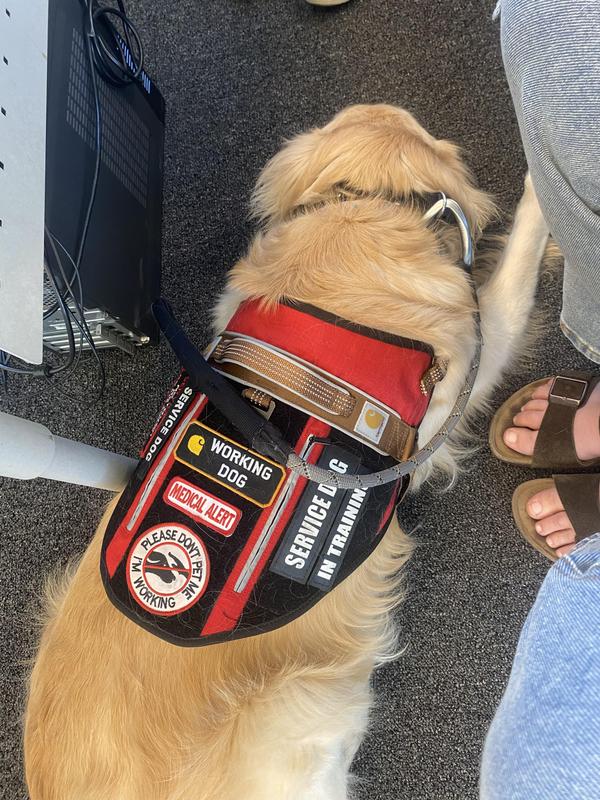 Service dog in shop training vest near me