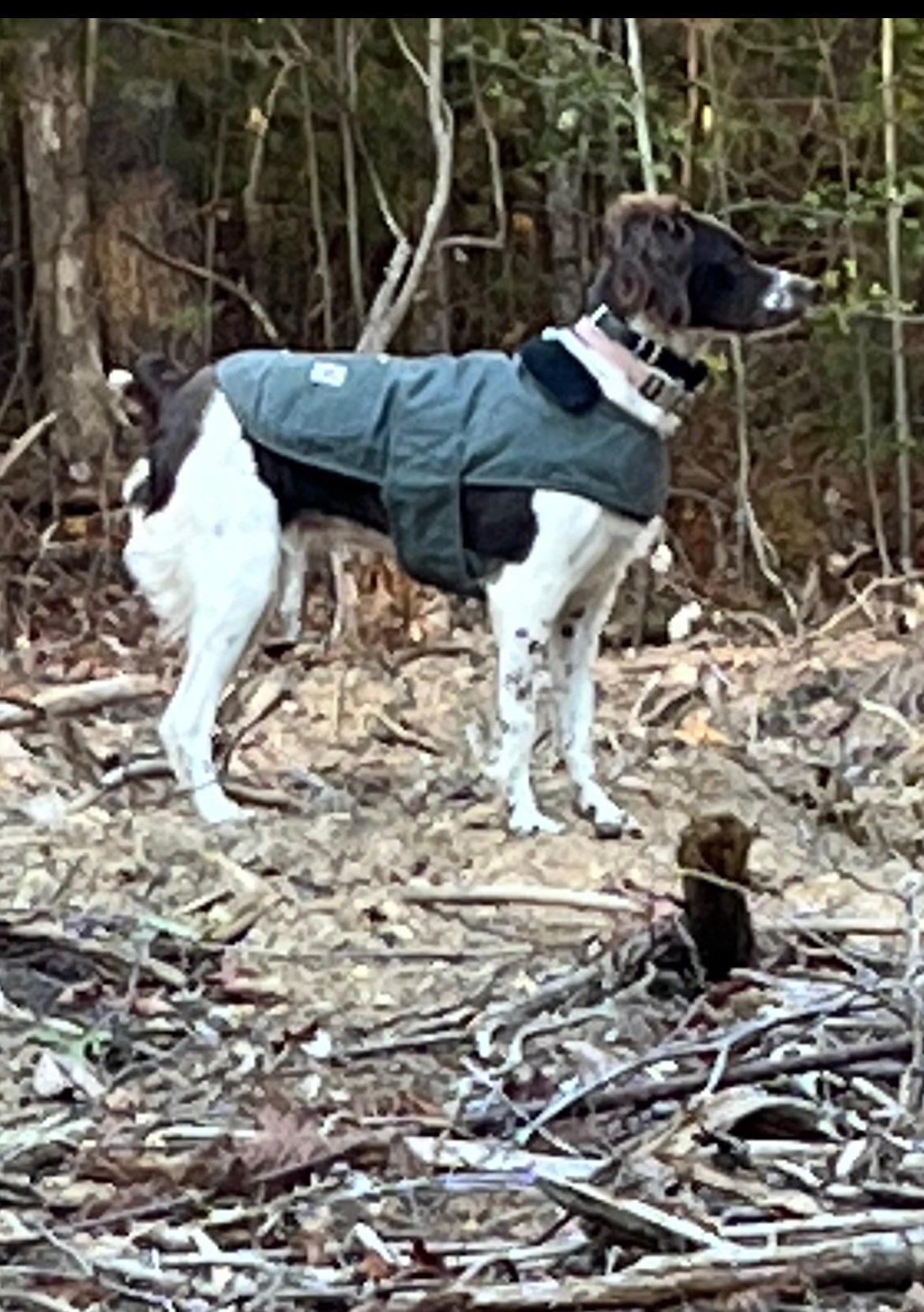 Carhartt Brown Chore Coat for Dogs Small Petco