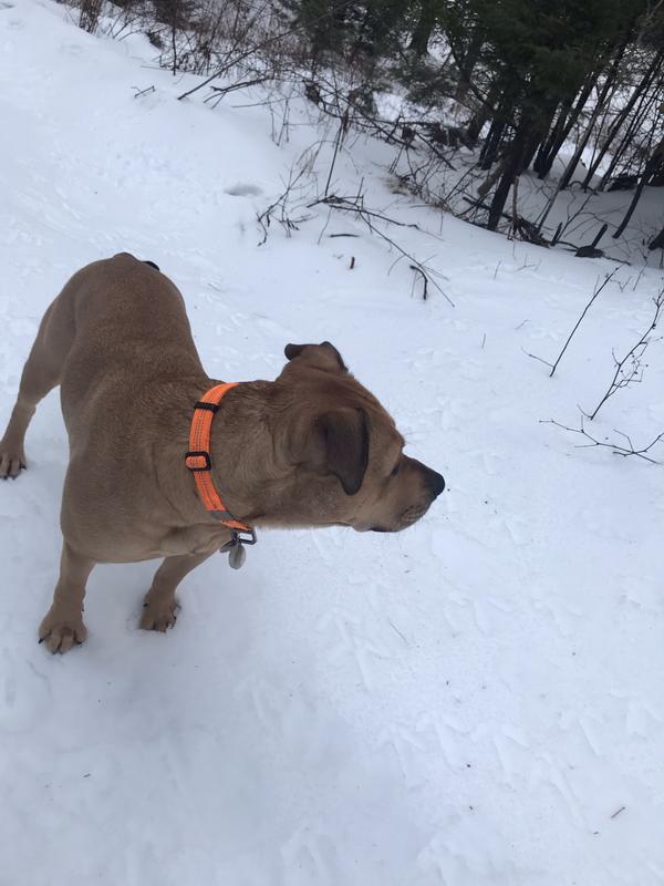 Brown Nylon Wide Collar