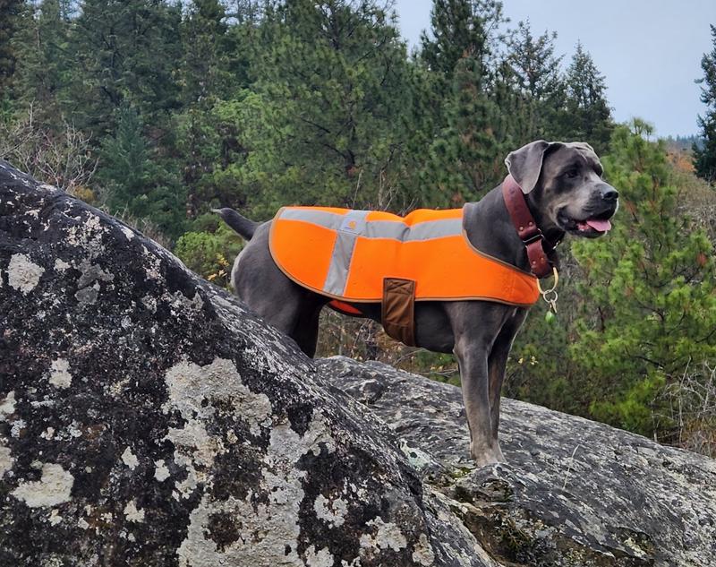 Carhartt dog hunting vest sale