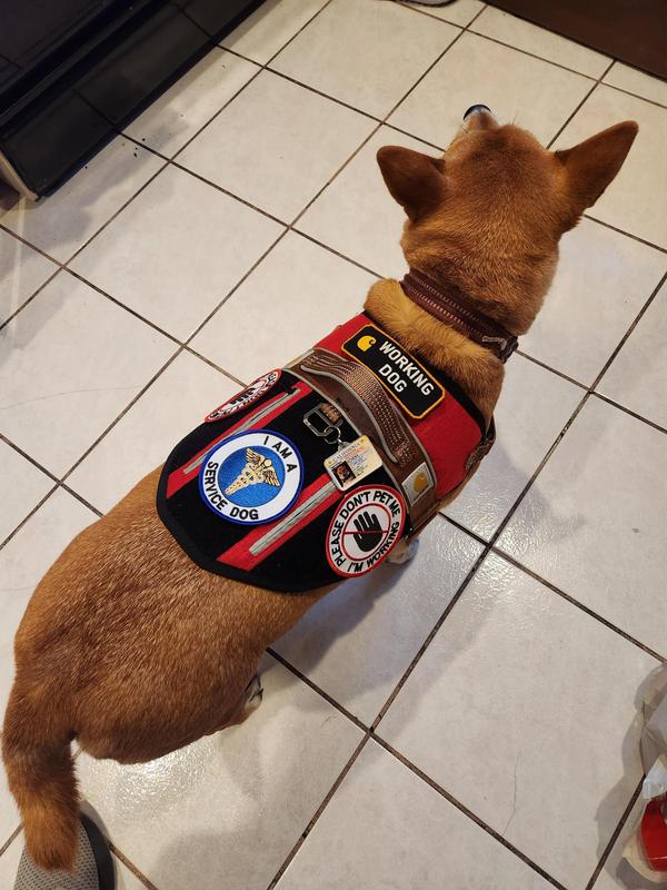 Petco service hot sale dog harness