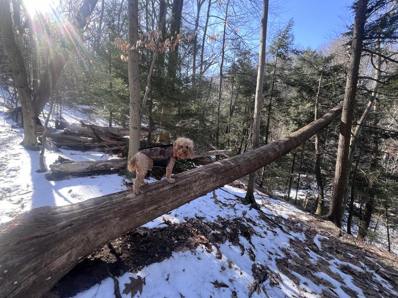 Carhartt Neoprene Dog Vest Hike & Camp