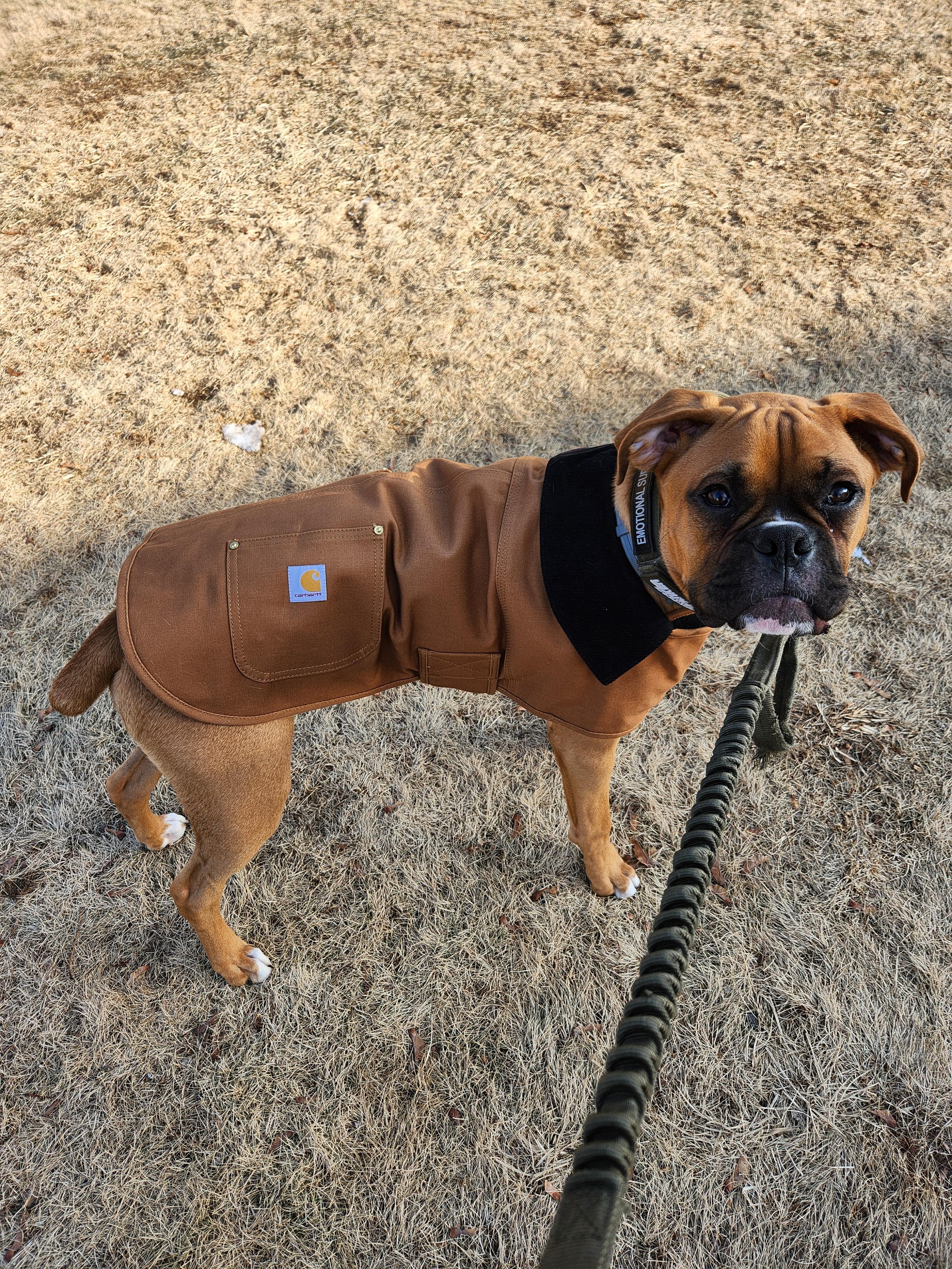 Dog Chore Coat | Black | Carhartt