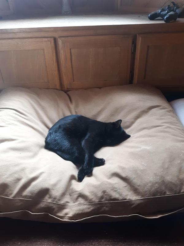 The dogs LOVED their bed until she saw it!