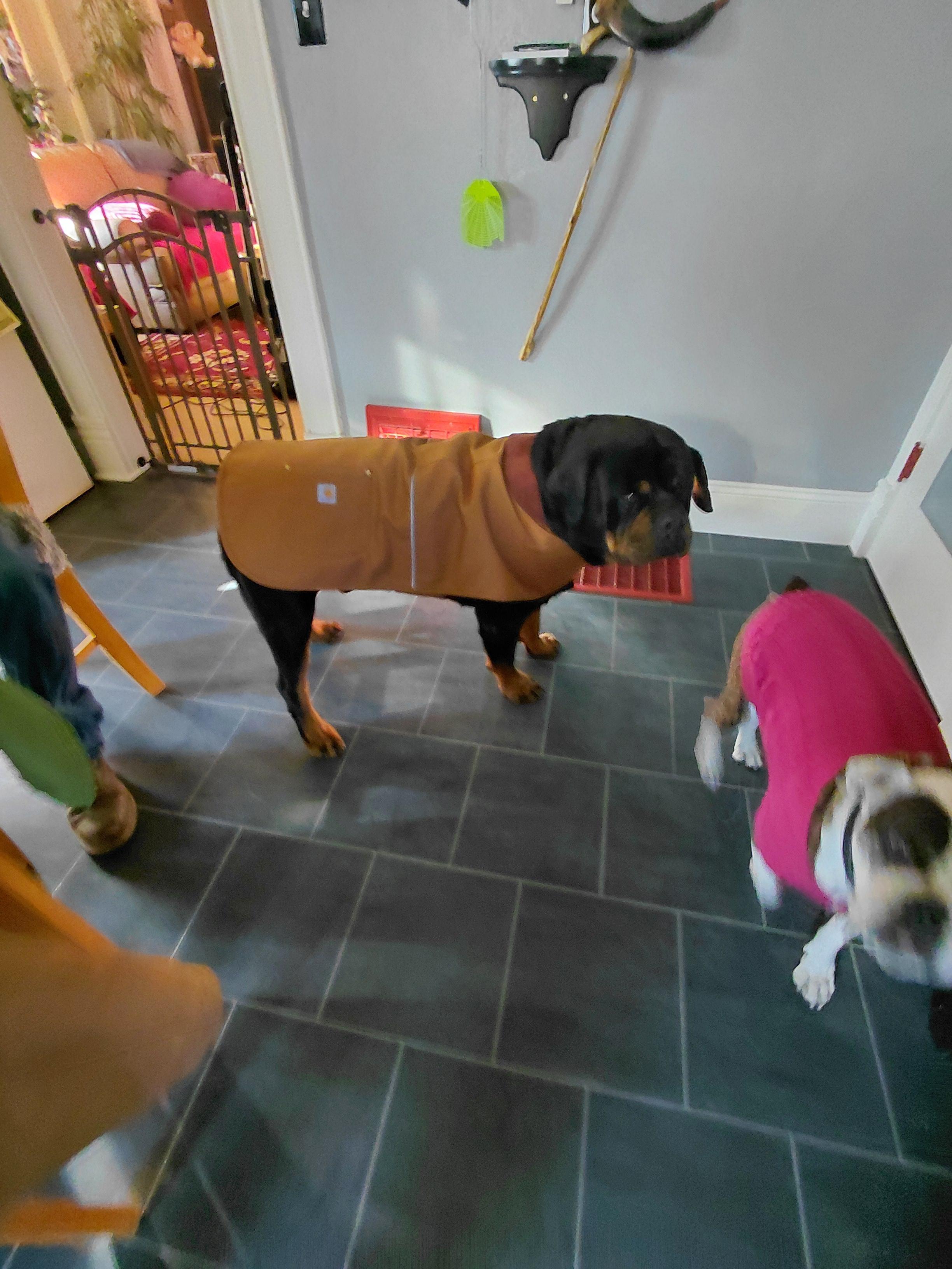 Carhartt Black Chore Coat for Dogs, Small | Petco