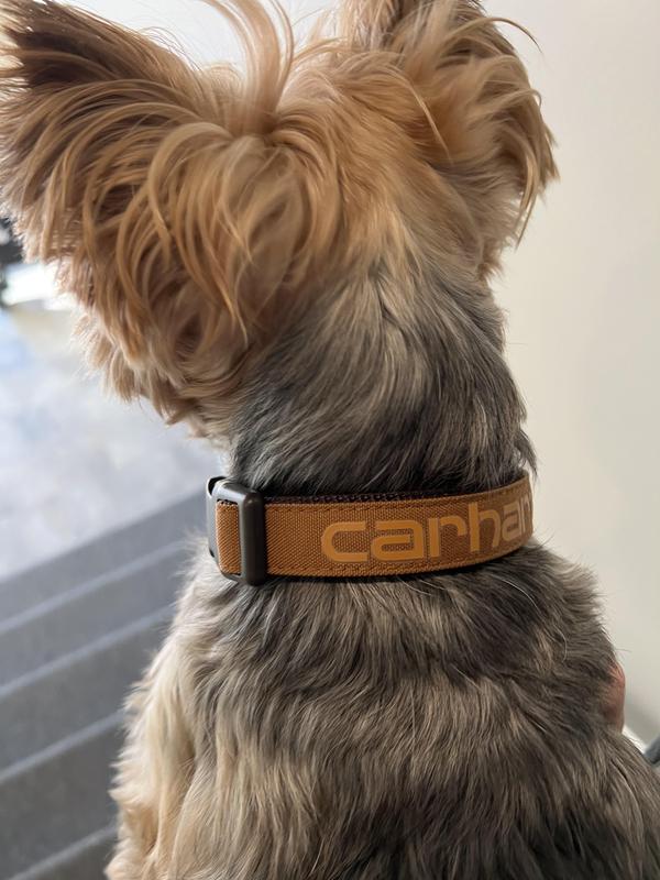 I can’t ask for a good dog collar