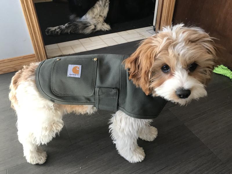 Dog carhartt 2024 chore coat