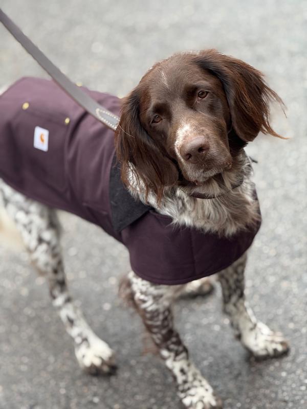 Carhartt Firm Duck Insulated Dog Chore Coat P000054880104 at Lowes.com