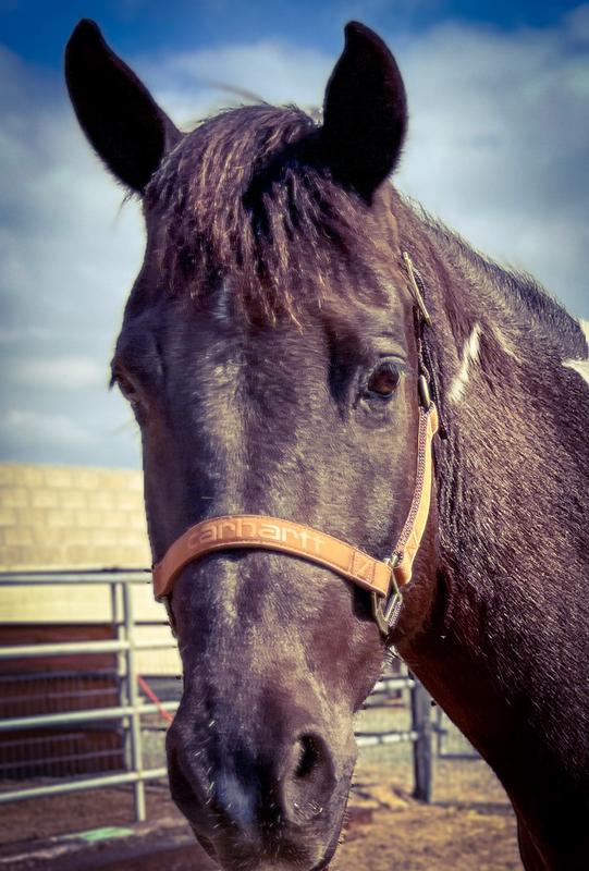 Carhartt horse