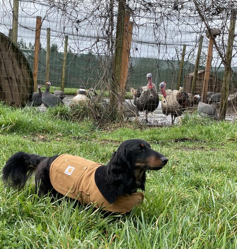 Otto the farm Dachshund