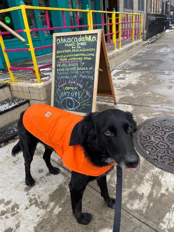 Carhartt dog coat orange sale