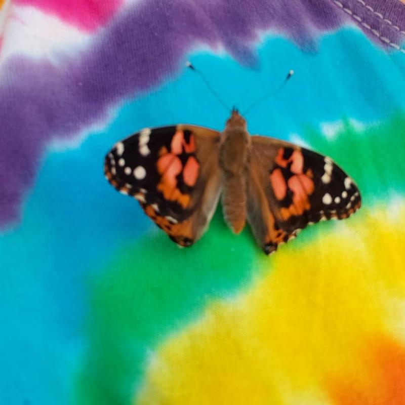 Painted Lady Butterfly 5 Larvae Culture Carolinacom