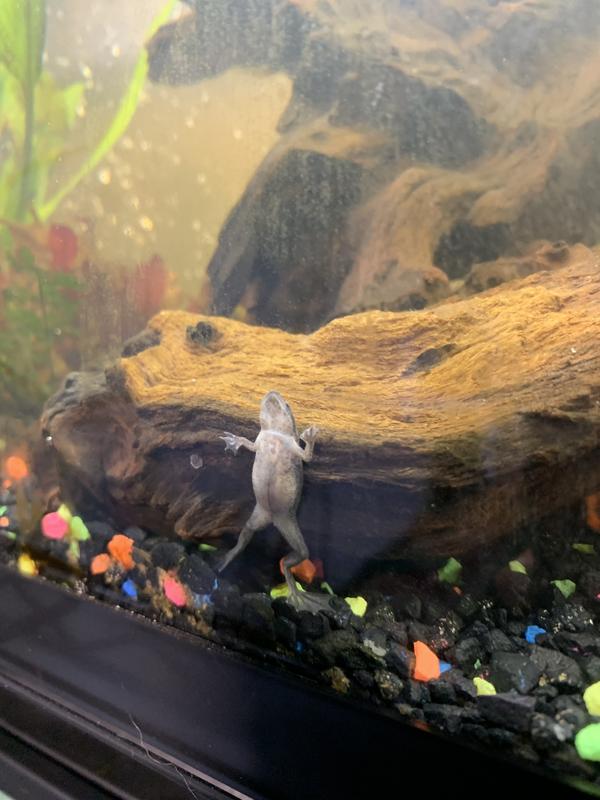 Aquatic frogs for sale best sale near me