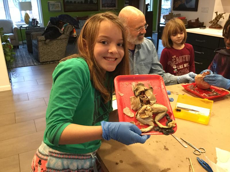 Carolina S Young Scientist Animal Dissection Kit Carolina Com