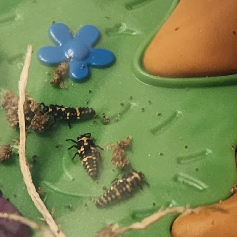 Two Tubes of Ladybug Larvae