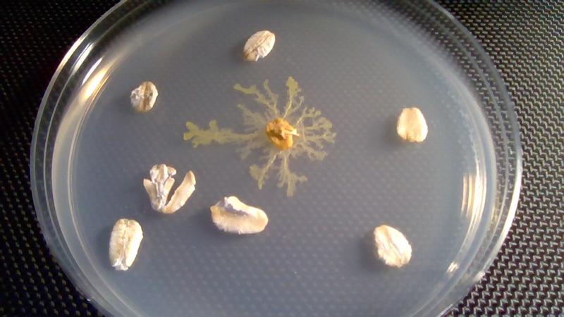 The Blob (Physarum Polycephalum) Sclerotia Culture Sample X 4