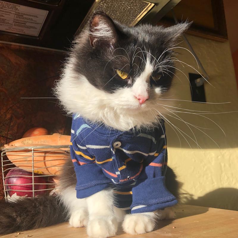 1st time parents practice dressing their soon to arrive baby using their cat!!