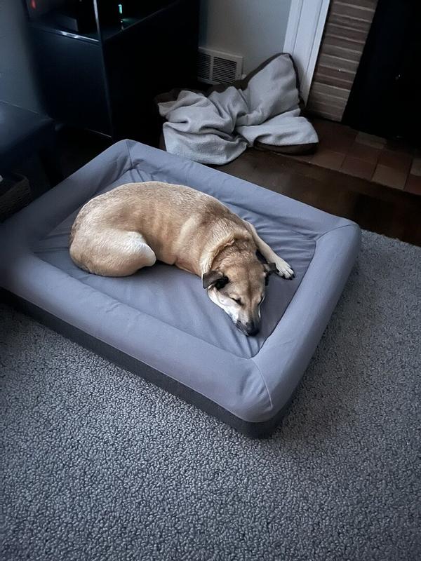 Customer photo for "Great dog bed! Our almost"