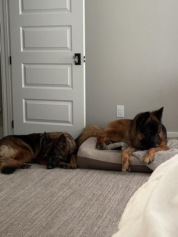 Customer photo for "Three XL dogs, three Casper"