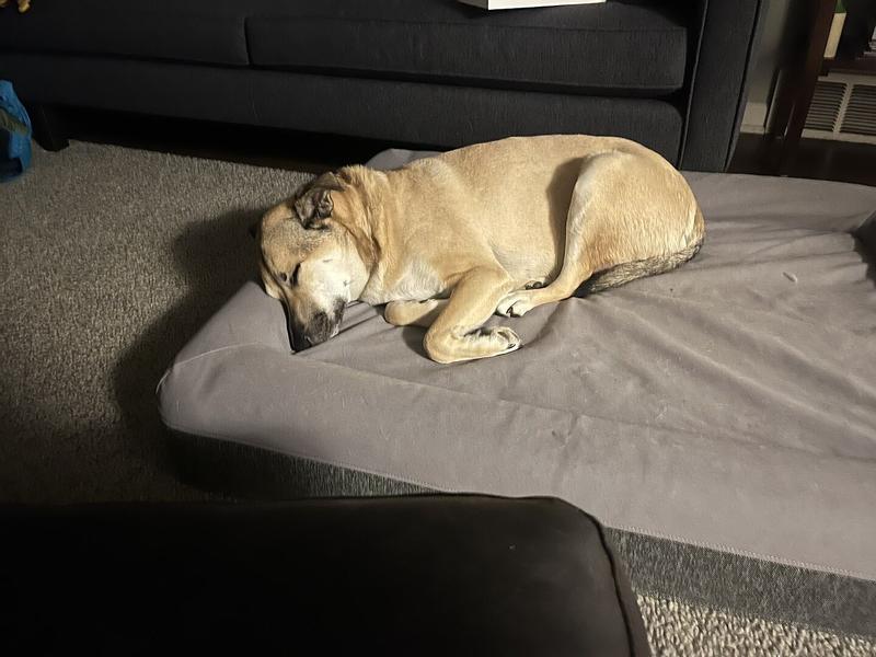 Customer photo for "Great dog bed! Our almost"