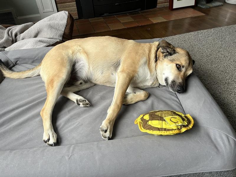 Customer photo for "Great dog bed! Our almost"