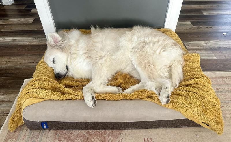 Customer photo for "My 10 year old, 115lb"