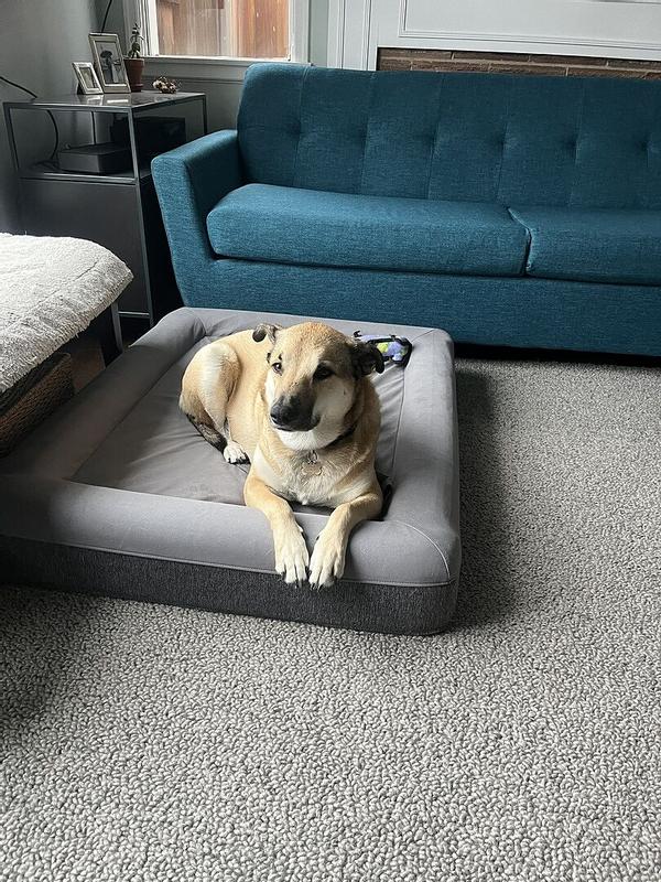 Customer photo for "Great dog bed! Our almost"