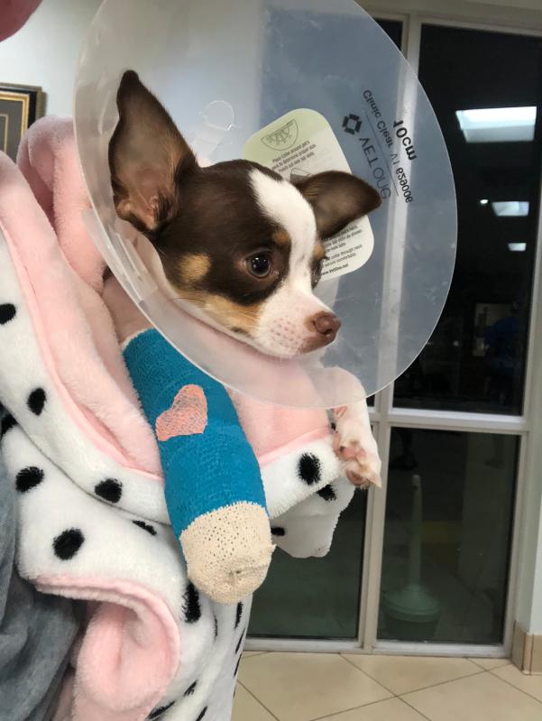 organix grain free small breed