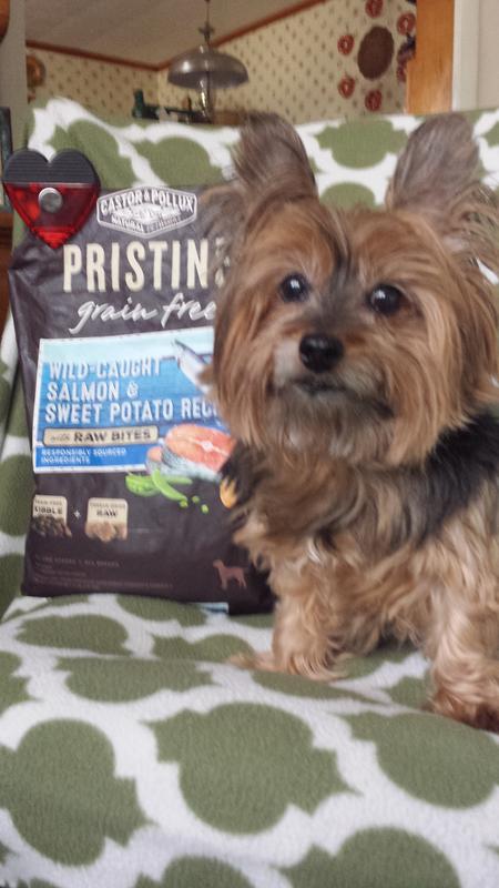 pristine salmon dog food