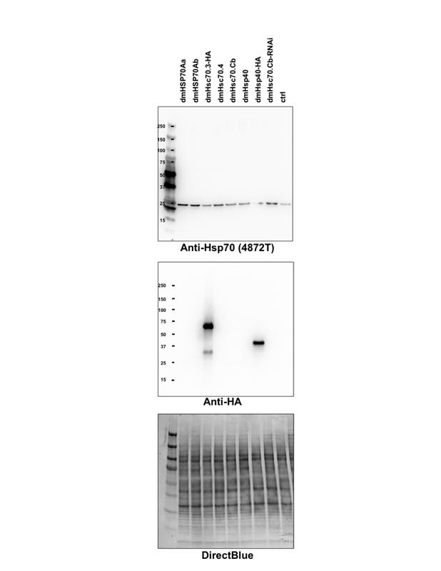 Hsp70 Antibody Cell Signaling Technology