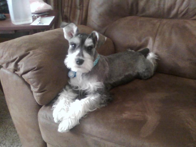 Happy Healthy Schnauzer