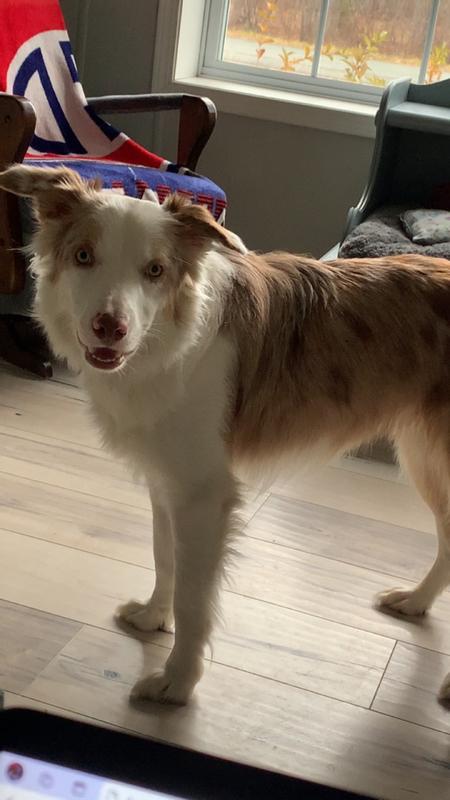 Photo - commentaire 2.