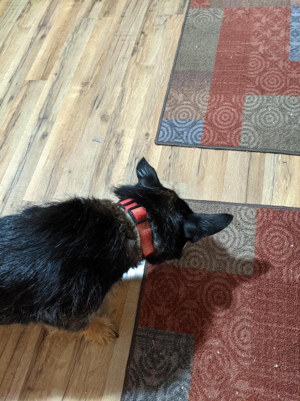 My dog enjoying the chicken recipe