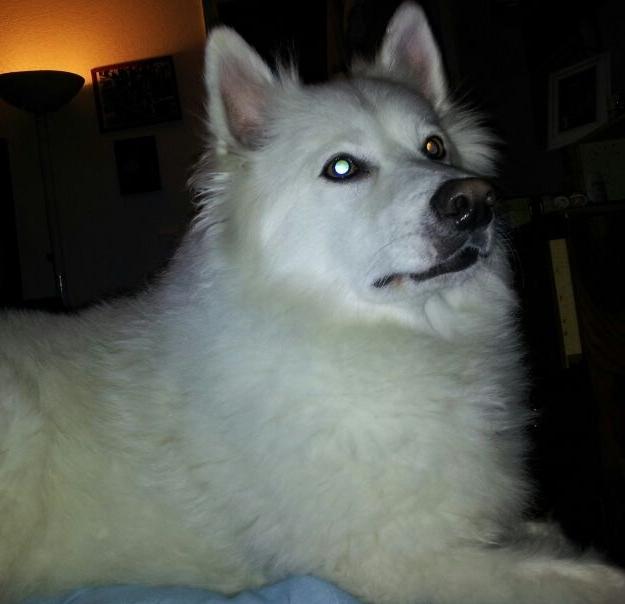 Photo - commentaire 8.