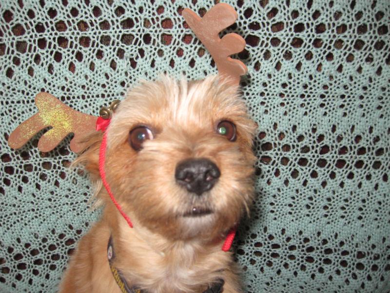 The Hoss....his favorite picture...he is a good sport