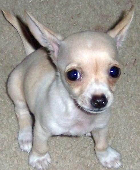 Pepita