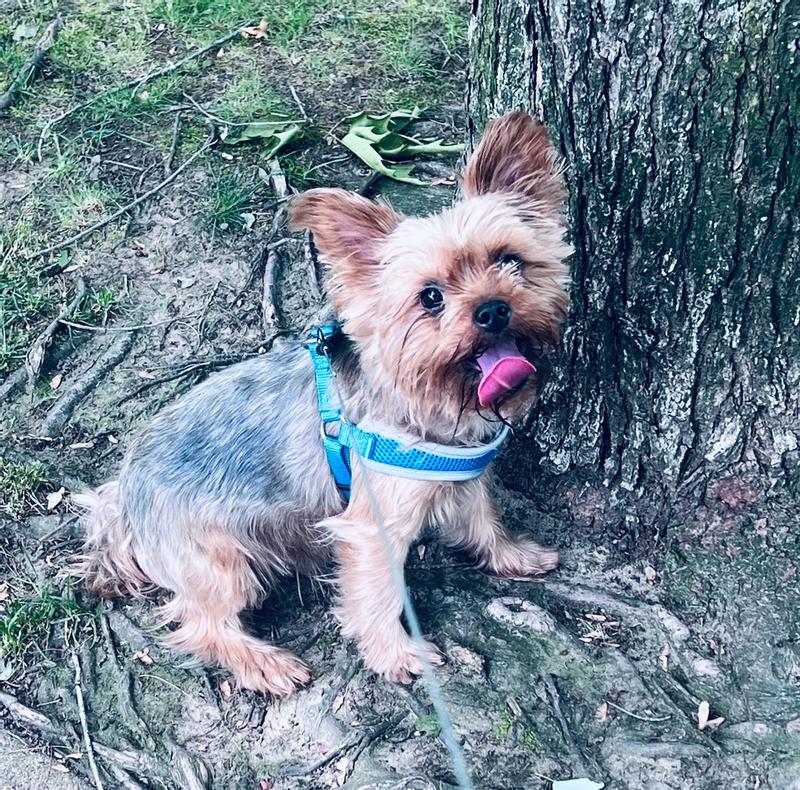 Photo - commentaire 4.