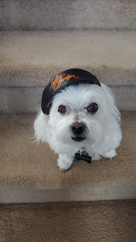 Begging for Cesar's Softies!