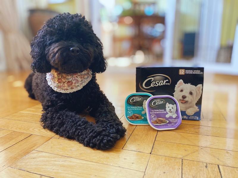 Photo - commentaire 1.