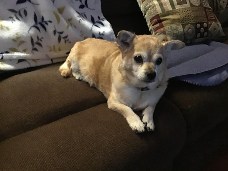 Picture of Zoey wondering where all the Caesar little softies went.