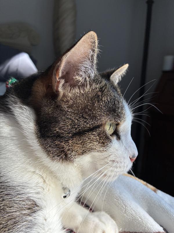 Kat Louie