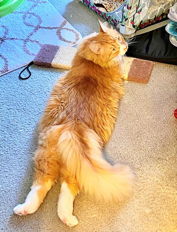 Photo - commentaire 7.