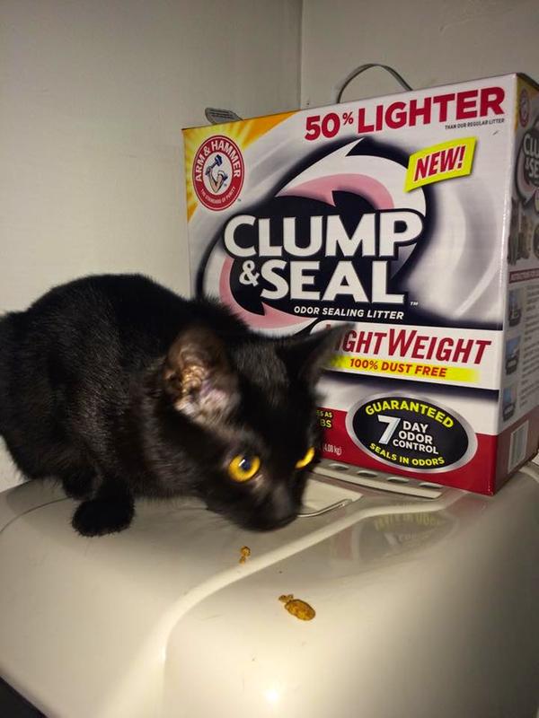 Clump Seal Lightweight By Arm Hammer